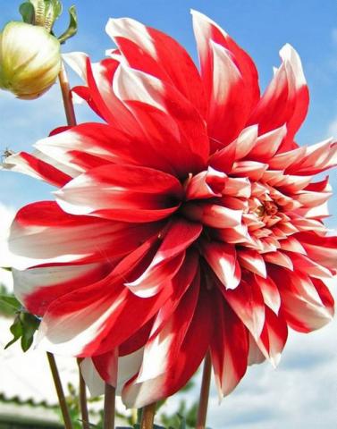 Фото цветок Георгин (Dahlia)