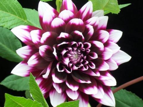 Фото цветок Георгин (Dahlia)