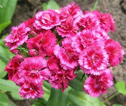 Гвоздика (Dianthus)