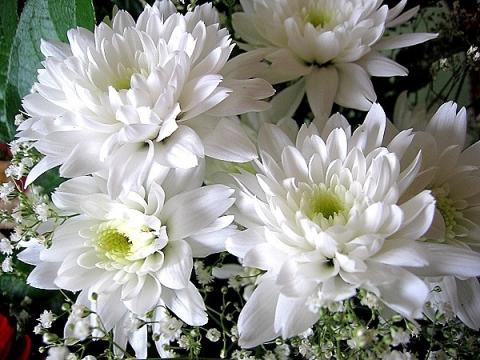 Фото цветок Хризантема (Chrysanthemum)