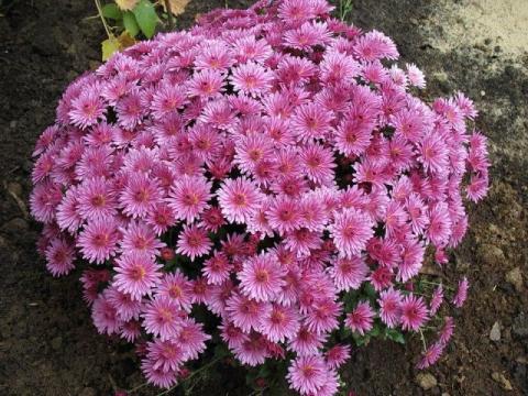 Фото цветок Хризантема (Chrysanthemum)