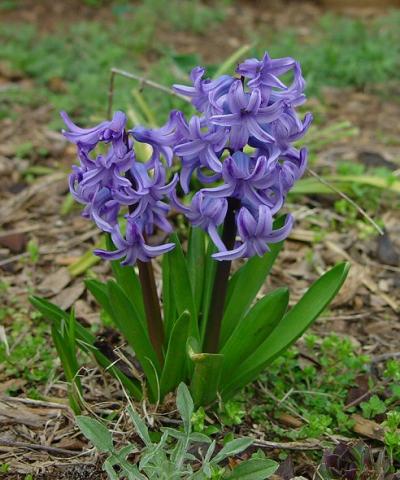 Фото цветок Гиацинт (Hyacinthus)