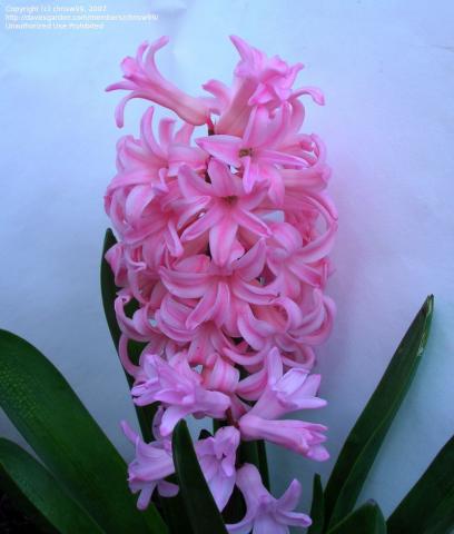 Фото цветок Гиацинт (Hyacinthus)