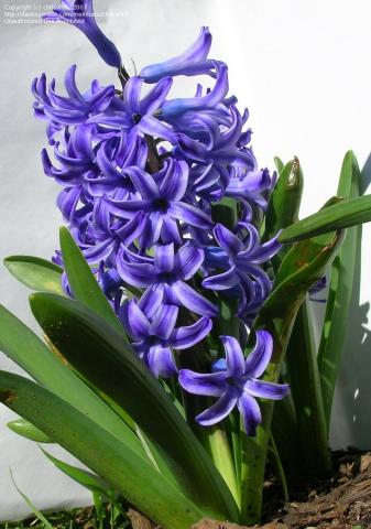 Фото цветок Гиацинт (Hyacinthus)