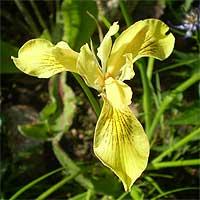 Фото цветок Ирис желтый, или Касатик (IRIS)