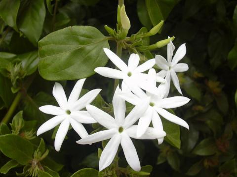 Фото цветок Жасмин (Jasminum)