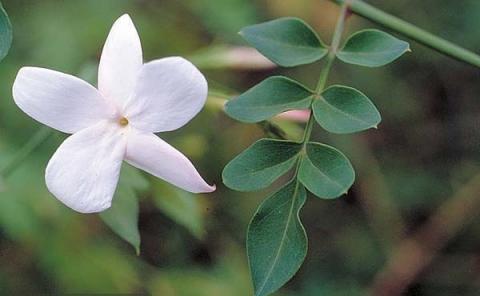 Фото цветок Жасмин (Jasminum)