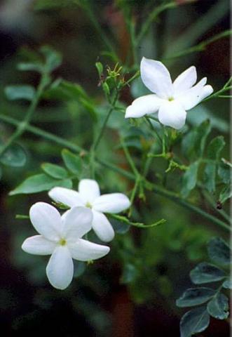 Фото цветок Жасмин (Jasminum)