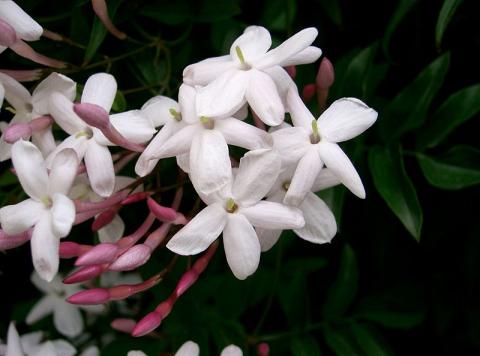 Фото цветок Жасмин (Jasminum)