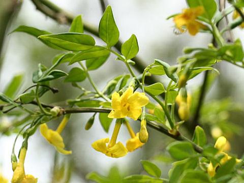 Фото цветок Жасмин (Jasminum)