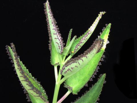 Фото цветок Каланхое, Каланхоэ (Kalanchoe)