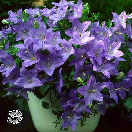 Колокольчик или Кампанула (Campanula)
