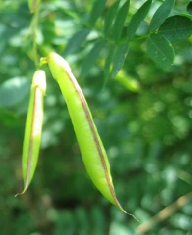 Акация желтая (caragana arborescens, карагана древовидная)