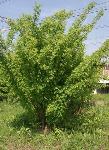 Акация желтая (caragana arborescens, карагана древовидная)