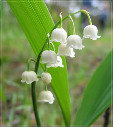 Фото цветок Ландыш (Convallaria)