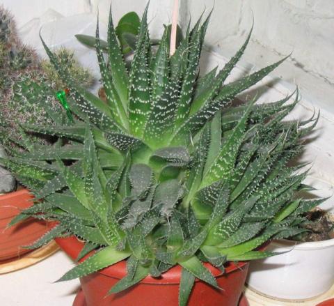 Алоэ или Алое (Aloe), Столетник