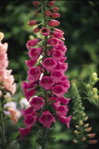 Наперстянка (Digitalis)