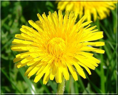 Одуванчик (Taraxacum)