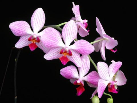 Фото цветов Орхидея (Orchidaceae)