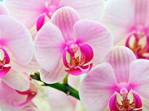 Фото цветов Орхидея (Orchidaceae)