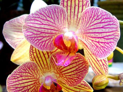 Фото цветов Орхидея (Orchidaceae)