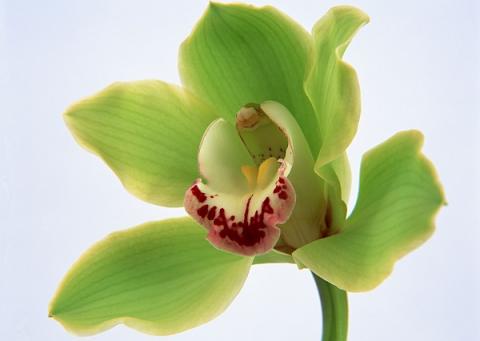 Фото цветов Орхидея (Orchidaceae)