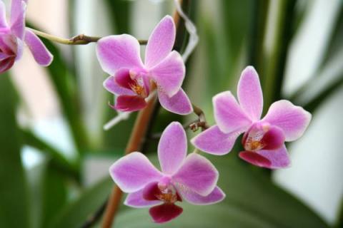 Фото цветов Орхидея (Orchidaceae)