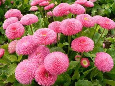 Фото цветок Маргаритка (Bellis perennis)