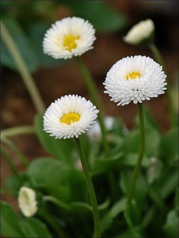 Фото цветок Маргаритка (Bellis perennis)