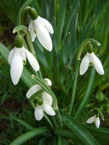 Подснежник или Галантус (Galanthus platyphyllus) 