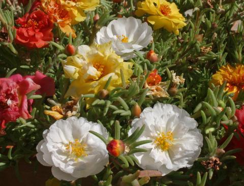 Фото цветок Портулак (Portulaca)