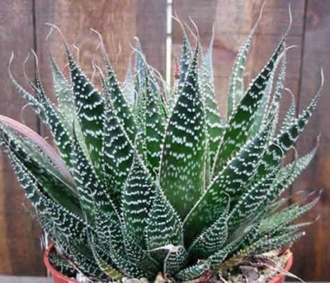 Алоэ или Алое (Aloe), Столетник