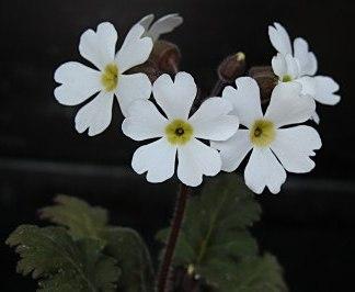 Примула китайская (Primula chinensis) фото