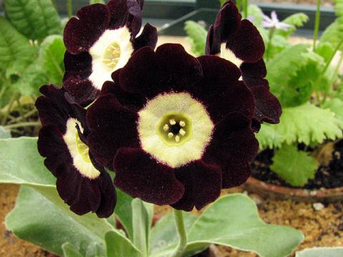 Примула ушковая (Primula auricula) фото