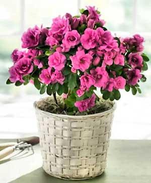 Азалия, Рододендрон (Azalea, Rhododendron)