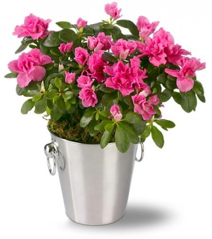 Фото цветок Азалия, Рододендрон (Azalea, Rhododendron)