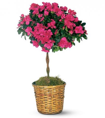 Фото цветок Азалия, Рододендрон (Azalea, Rhododendron)