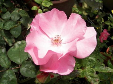 Полумахровая роза радостно сияет на фотографии, наслаждаясь льющимися на нее потоками света