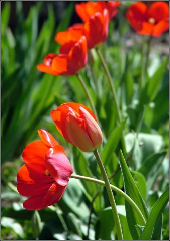 Фото цветок Тюльпан (Túlipa) красный