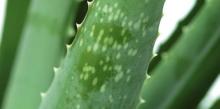 Алоэ или Алое (Aloe), Столетник