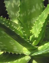 Алоэ Вера или Алое (Aloe), Столетник