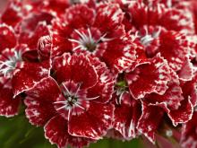 Гвоздика (Dianthus)