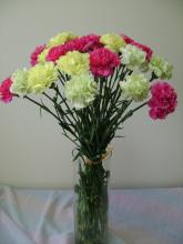 Гвоздика (Dianthus)