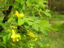 Акация желтая (caragana arborescens, карагана древовидная)