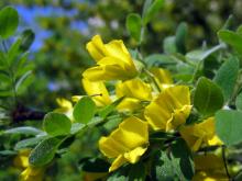 Акация желтая (caragana arborescens, карагана древовидная)