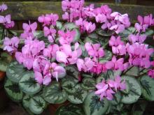 Фото цветок Цикламен (Cyclamen)