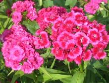 Гвоздика (Dianthus)