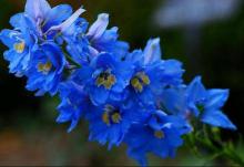 Фото цветок Дельфиниум (живокость, шпорник, Delphinium)