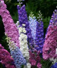 Фото цветок Дельфиниум (живокость, шпорник, Delphinium)