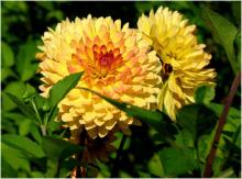 Георгин (Dahlia)